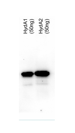 western blot using anti-Chlamydomonas HydA antibodies